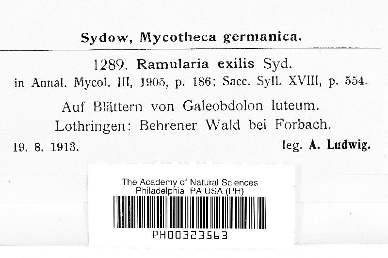 Ramularia exilis image