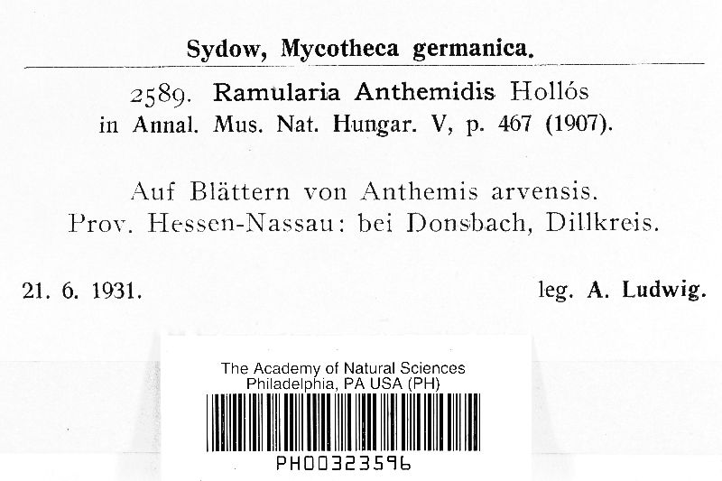 Ramularia anthemidis image