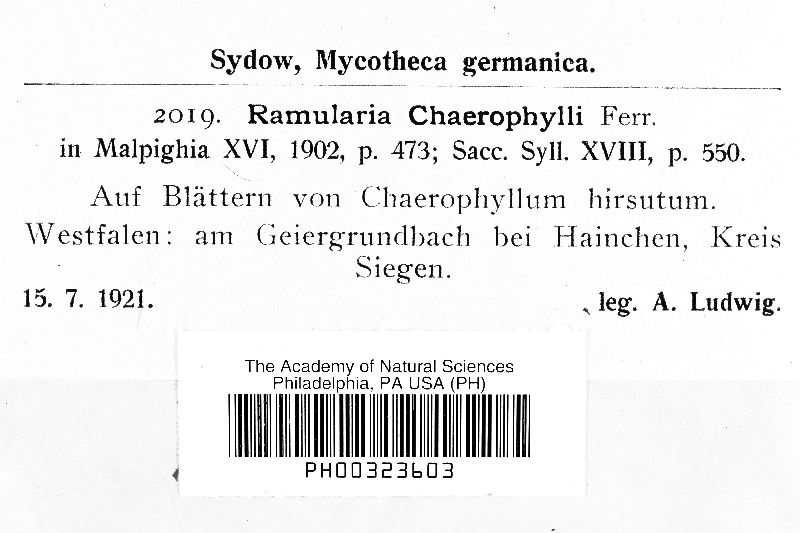 Ramularia chaerophylli image