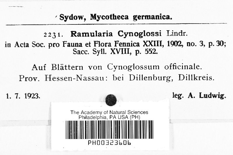 Ramularia cynoglossi image