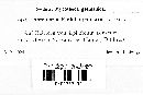Ramularia epilobii-palustris image