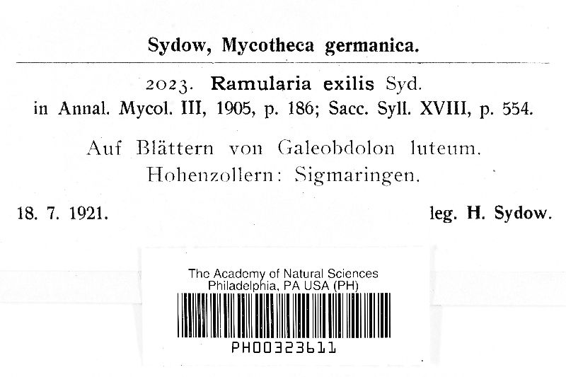 Ramularia exilis image