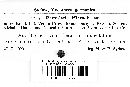 Ramularia hieracii image