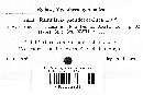 Ramularia pseudococcinea image