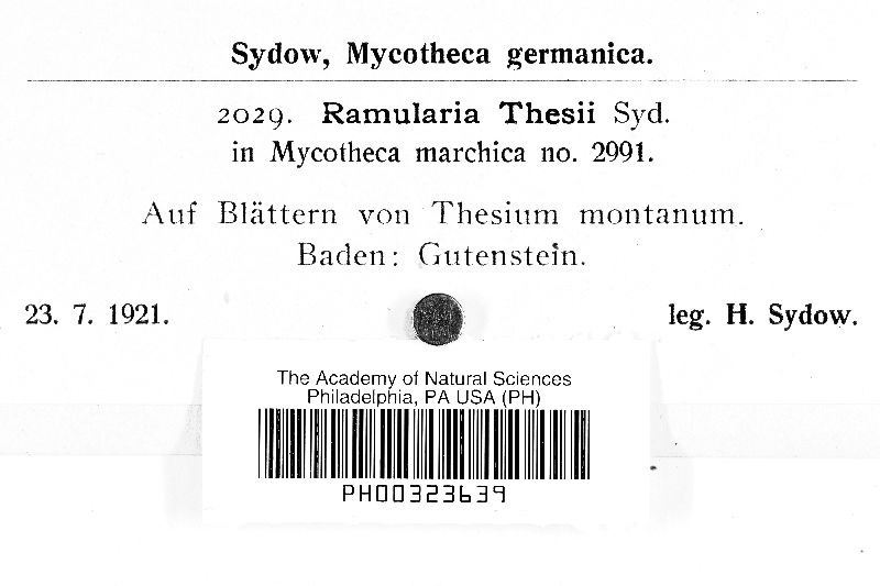 Ramularia thesii image