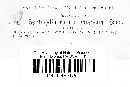 Septocylindrium aromaticum image