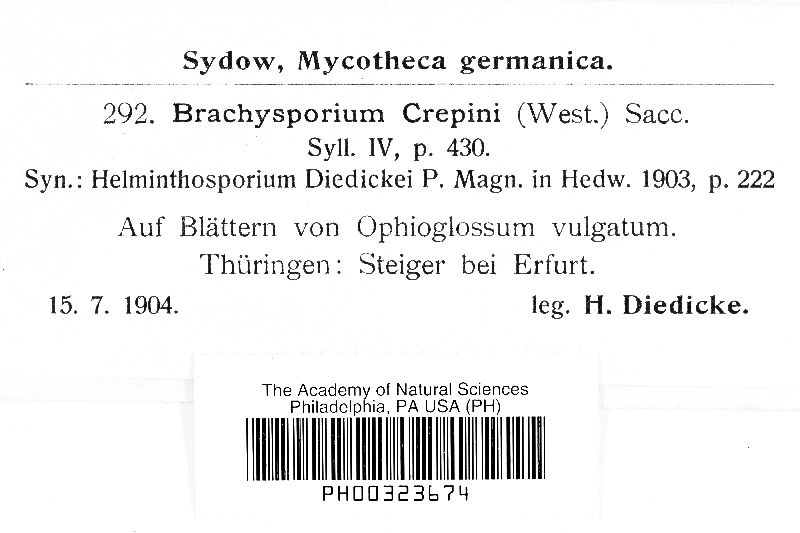 Brachysporium crepini image