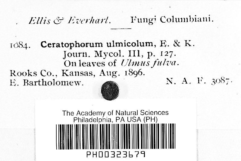 Dictyodesmium ulmicola image