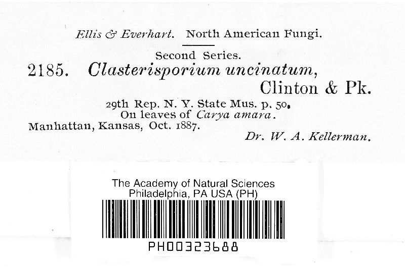 Clasterosporium uncinatum image