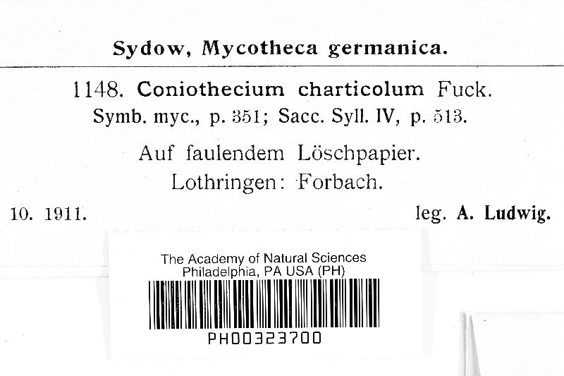 Coniothecium charticola image
