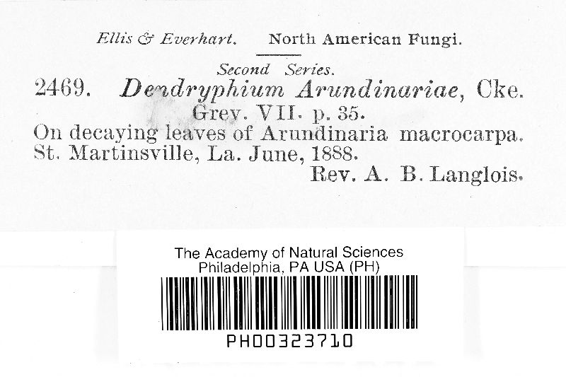 Dendryphion arundinariae image