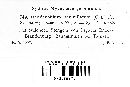 Crivellia papaveracea image