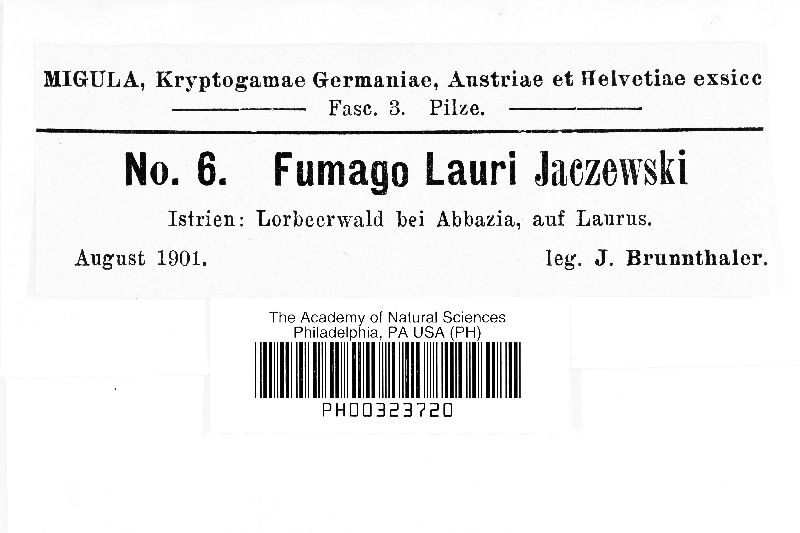 Fumago lauri image