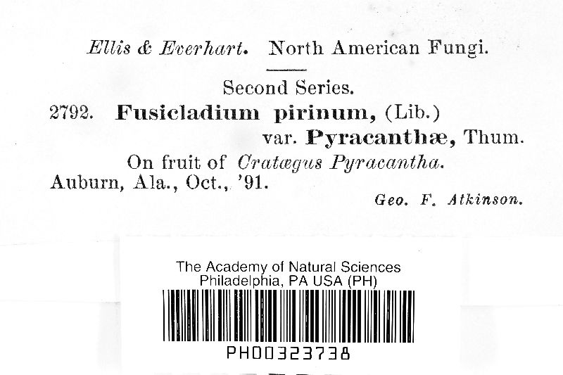 Fusicladium pyrinum var. pyracanthae image