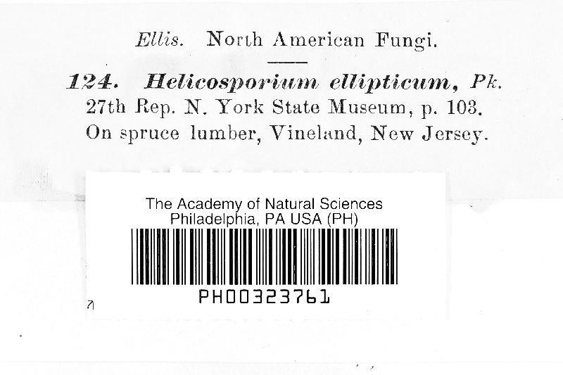Helicosporium ellipticum image