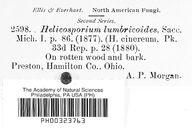 Helicosporium lumbricoides image