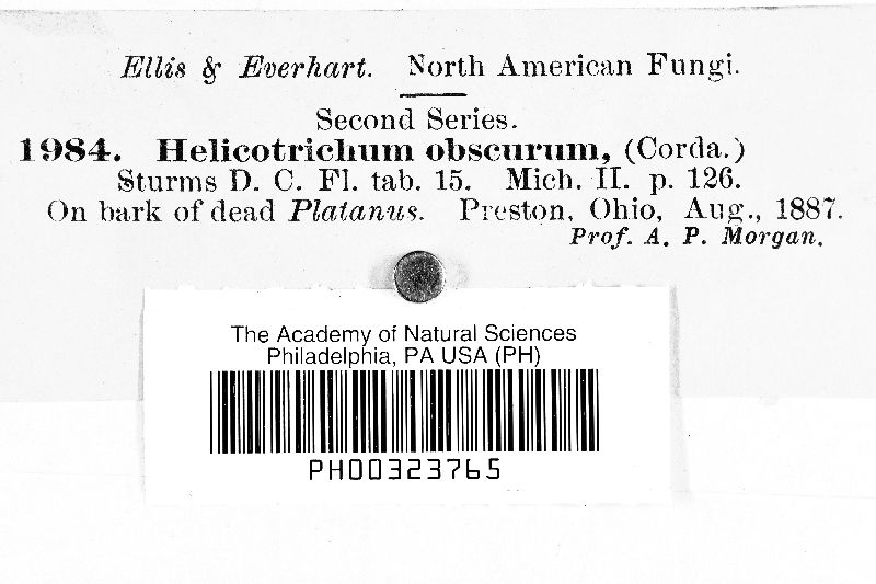 Helicotrichum obscurum image