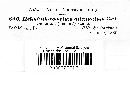 Helminthosporium attenuatum image