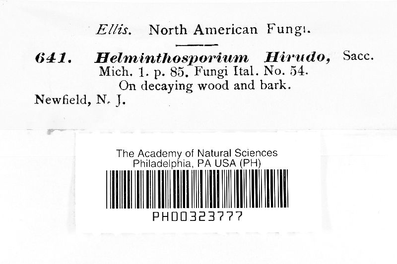 Helminthosporium hirudo image