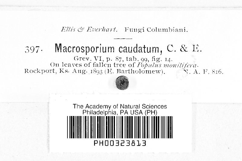 Macrosporium caudatum image