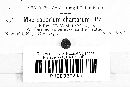 Macrosporium chartarum image