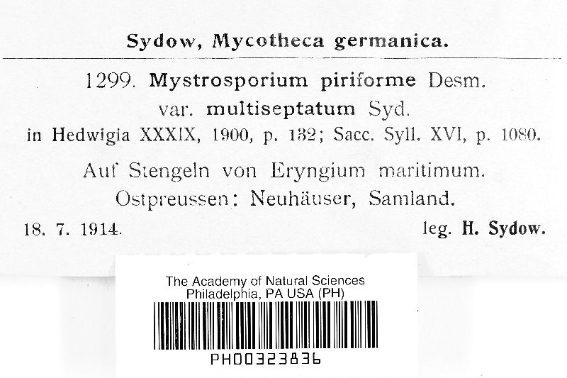 Mystrosporium piriforme var. multiseptatum image