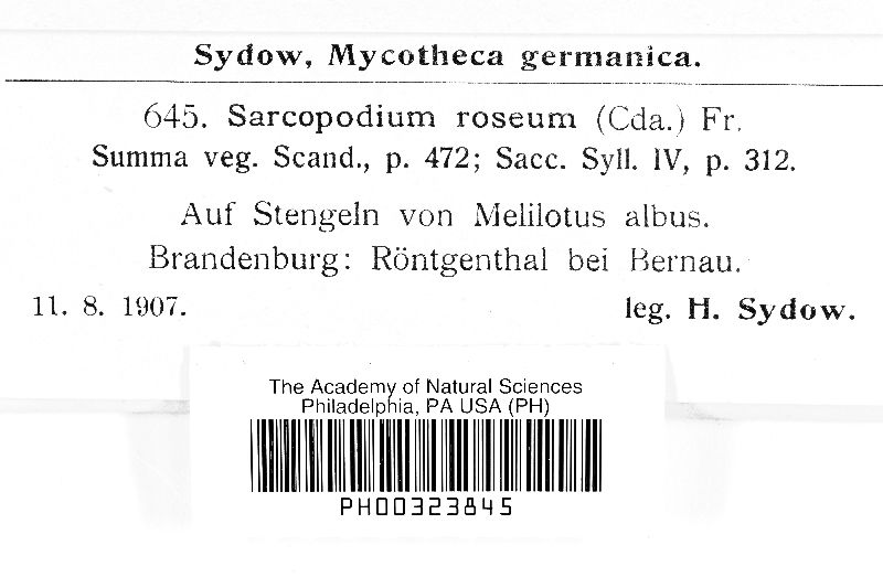 Sarcopodium roseum image