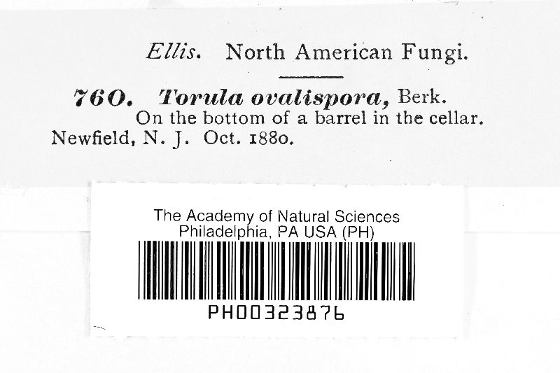 Torula ovalispora image