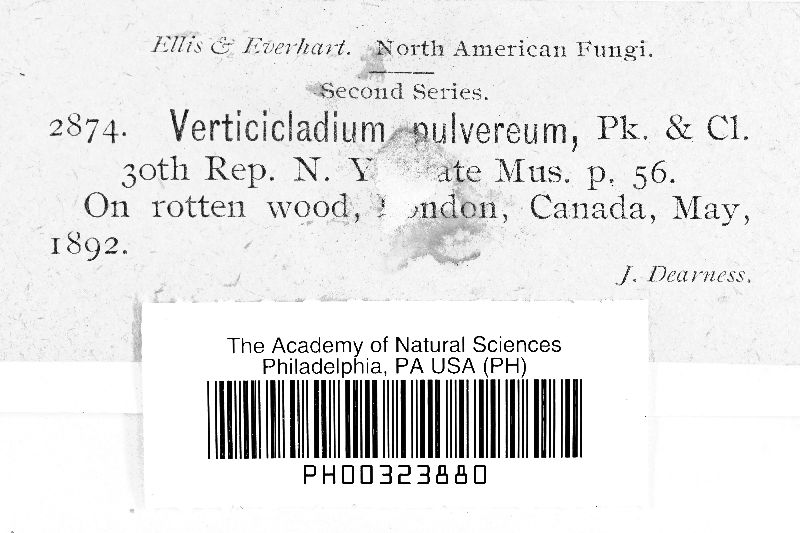 Verticicladium pulvereum image
