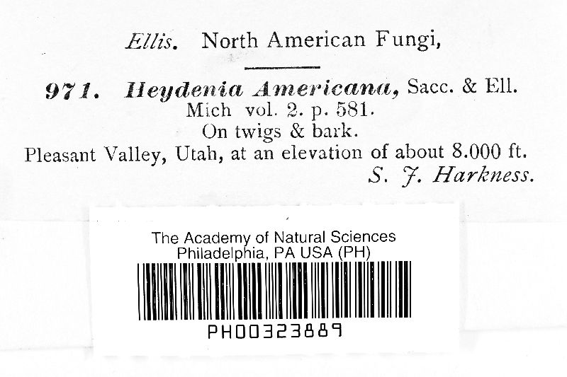 Heyderia americana image