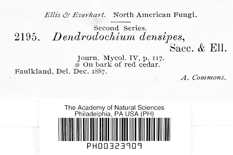 Dendrodochium densipes image