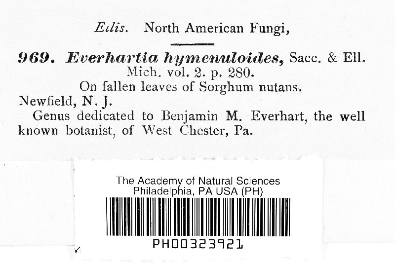 Everhartia hymenuloides image