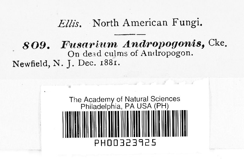 Fusarium andropogonis image