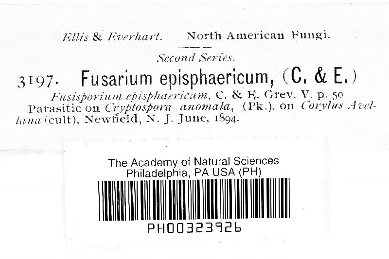 Fusarium episphaericum image