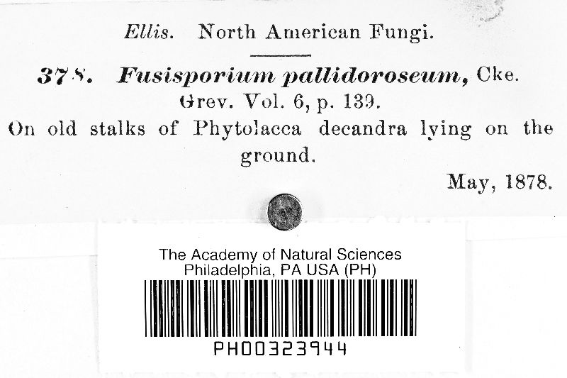 Fusisporium pallidoroseum image