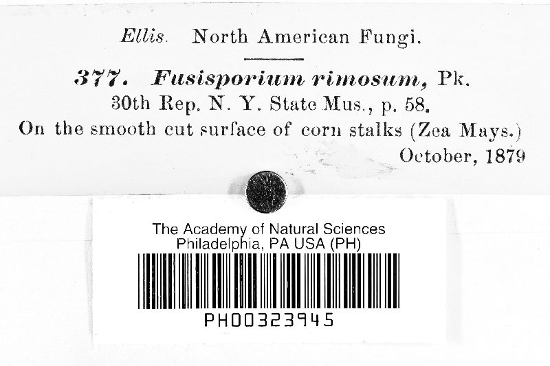 Fusisporium rimosum image