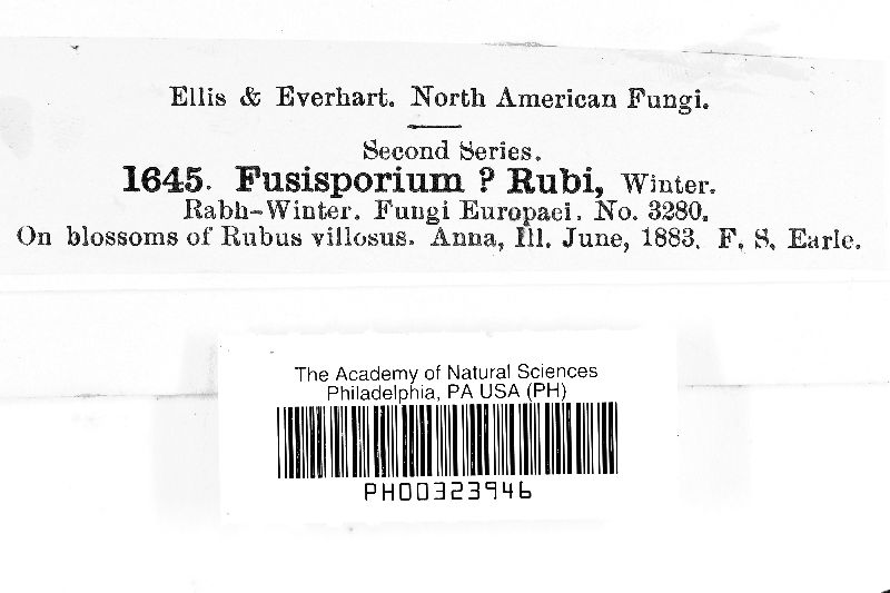 Cercosporella rubi image