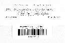 Hymenopsis trochiloides image