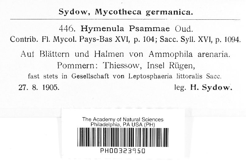 Hymenula psammae image