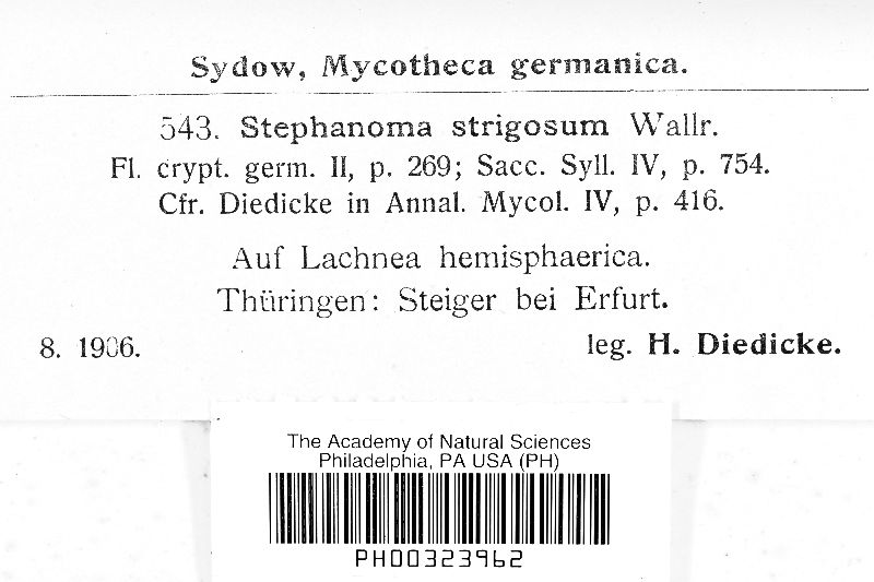 Stephanoma strigosum image