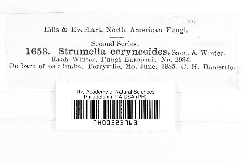 Strumella coryneoidea image