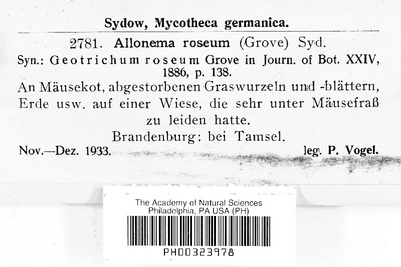 Allonema roseum image