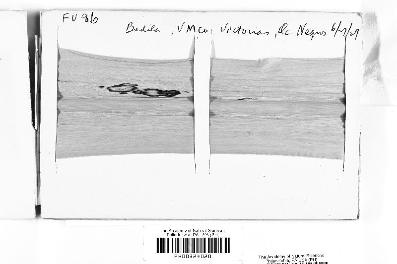 Bipolaris sacchari image