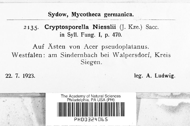 Cryptosporella niesslii image