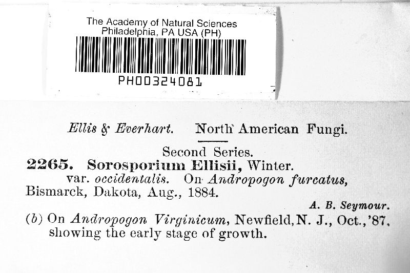 Sorosporium ellisii var. occidentale image