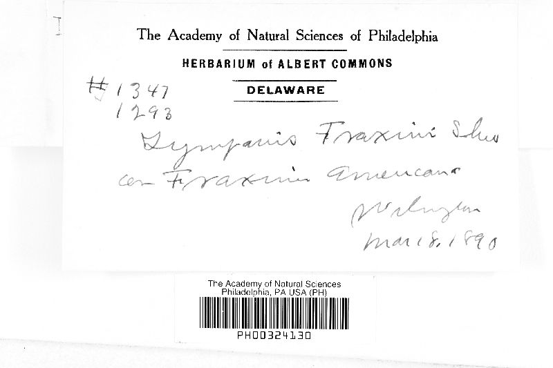 Durandiella fraxini image