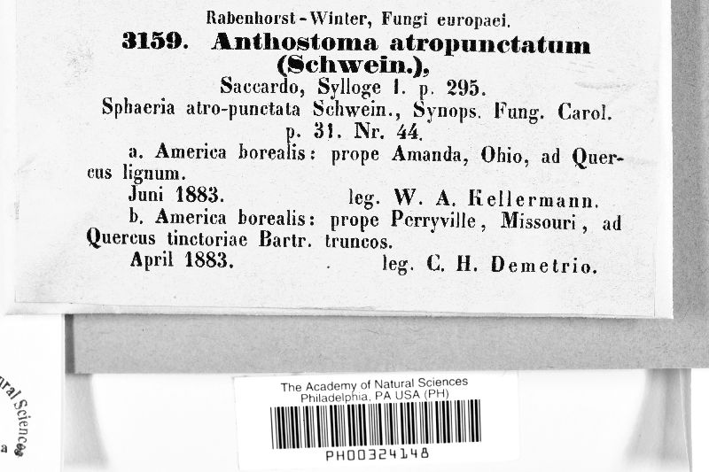 Anthostoma atropunctatum image