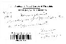 Uromyces polygoni-avicularis image