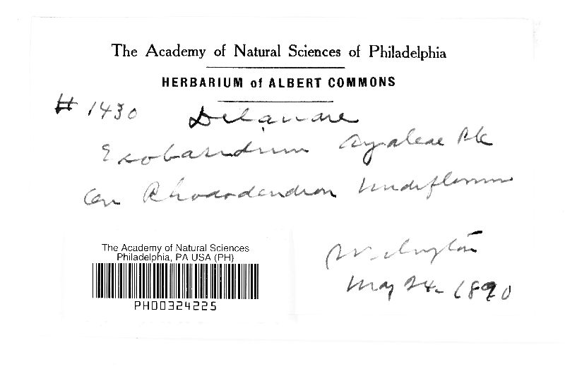 Exobasidium azaleae image