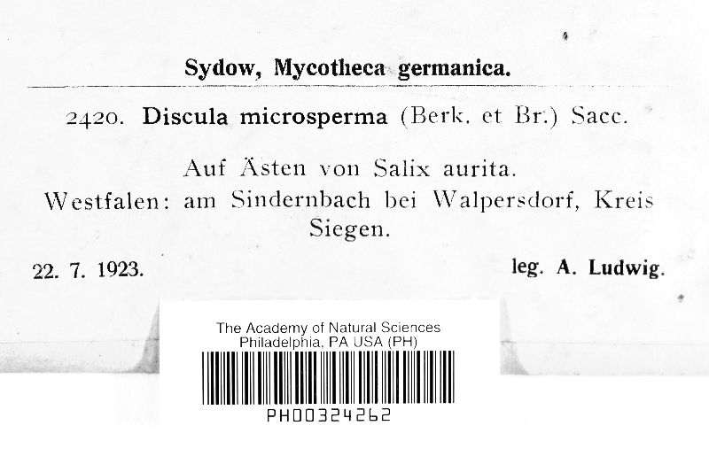 Pseudophacidium microspermum image